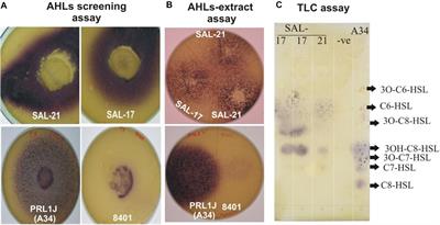 Growth-Stimulatory Effect of Quorum Sensing Signal Molecule N-Acyl-Homoserine Lactone-Producing Multi-Trait Aeromonas spp. on Wheat Genotypes Under Salt Stress